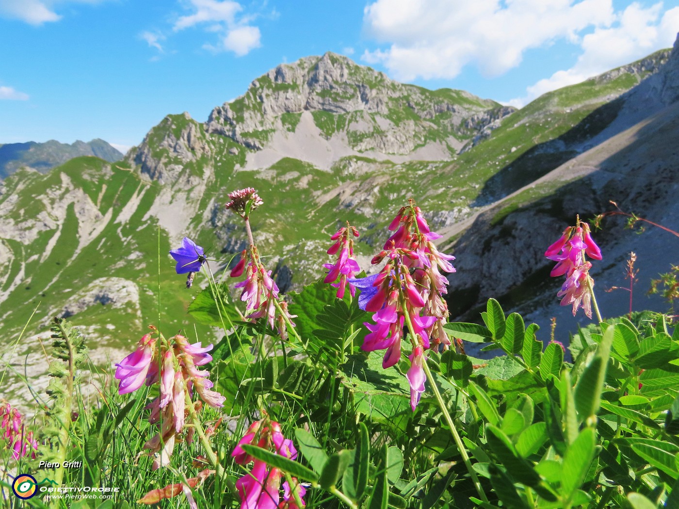 04 Hedysarum hedysaroides (Sulla alpina-slanciata) con vista sul Mandrone e in Corna Piana.JPG